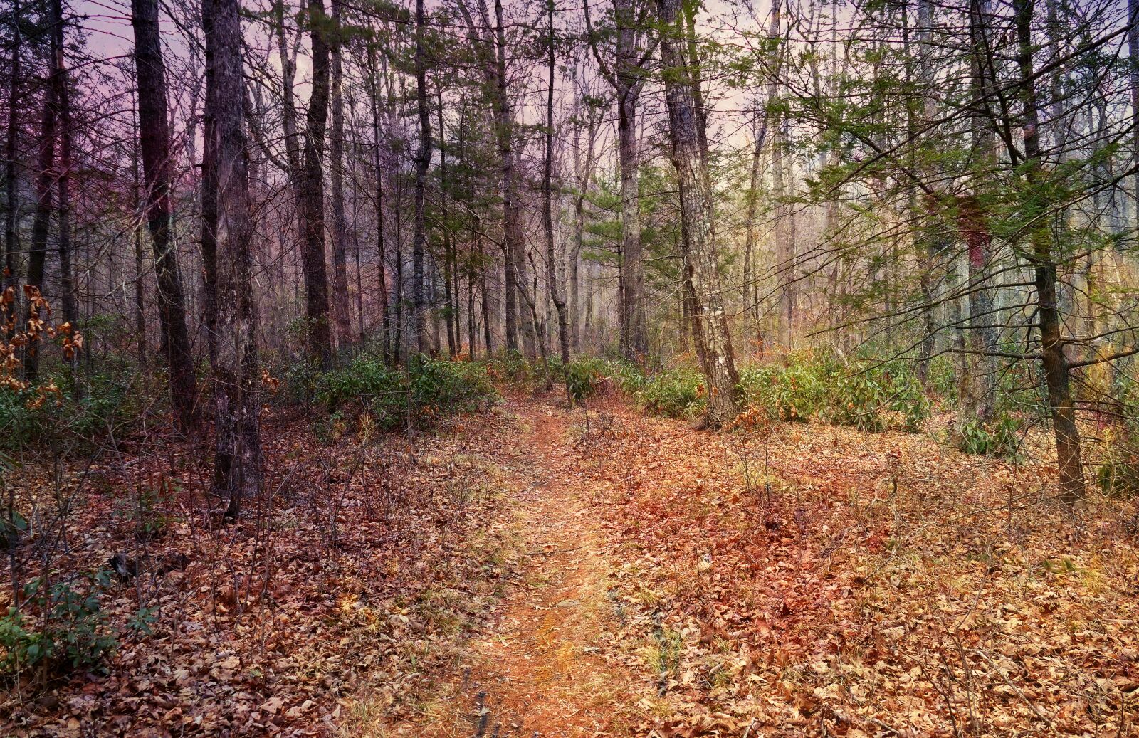 Panasonic Lumix DMC-FZ1000 sample photo. Forest, woods, path photography