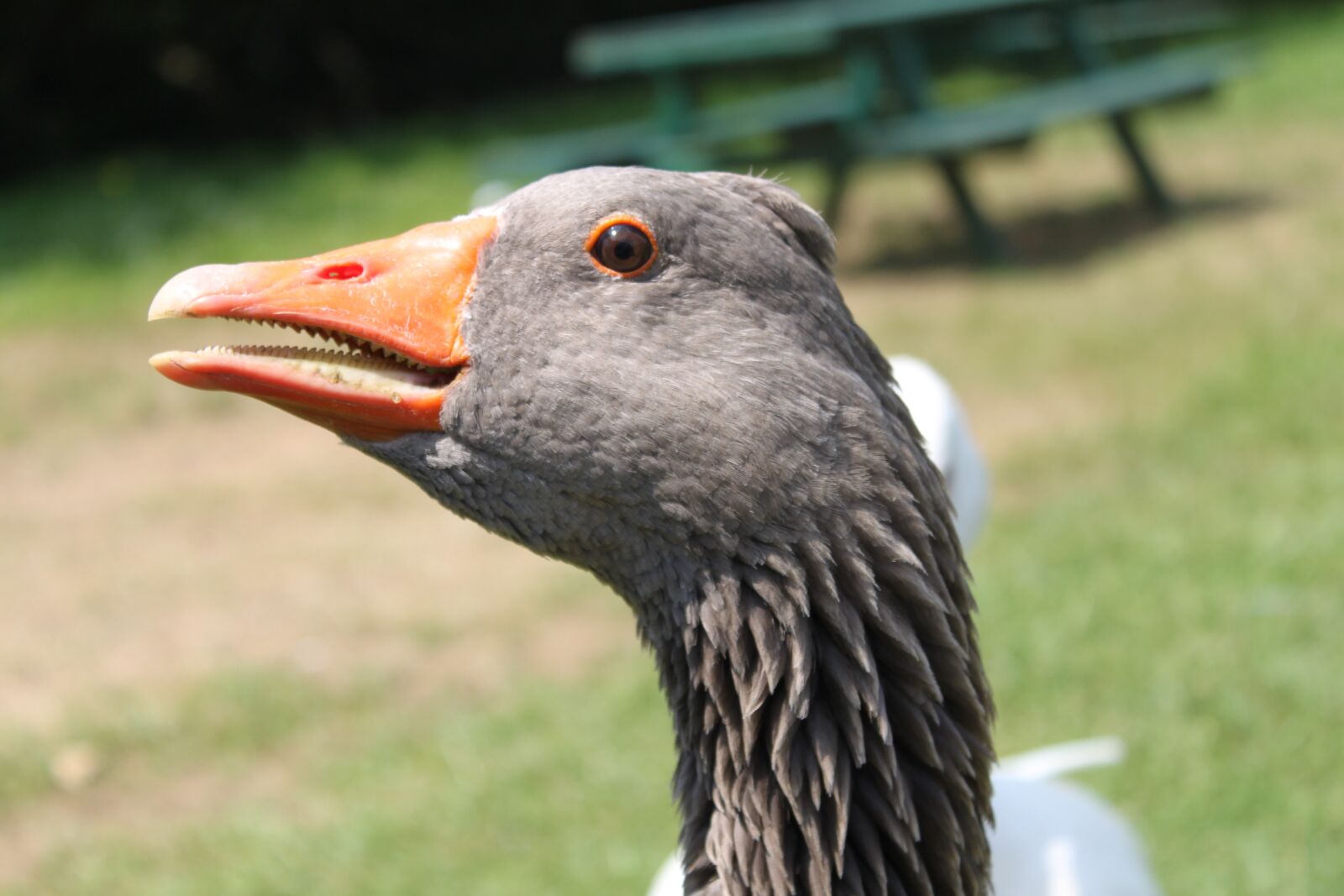 Canon EOS 500D (EOS Rebel T1i / EOS Kiss X3) sample photo. Goose, park, attraction photography