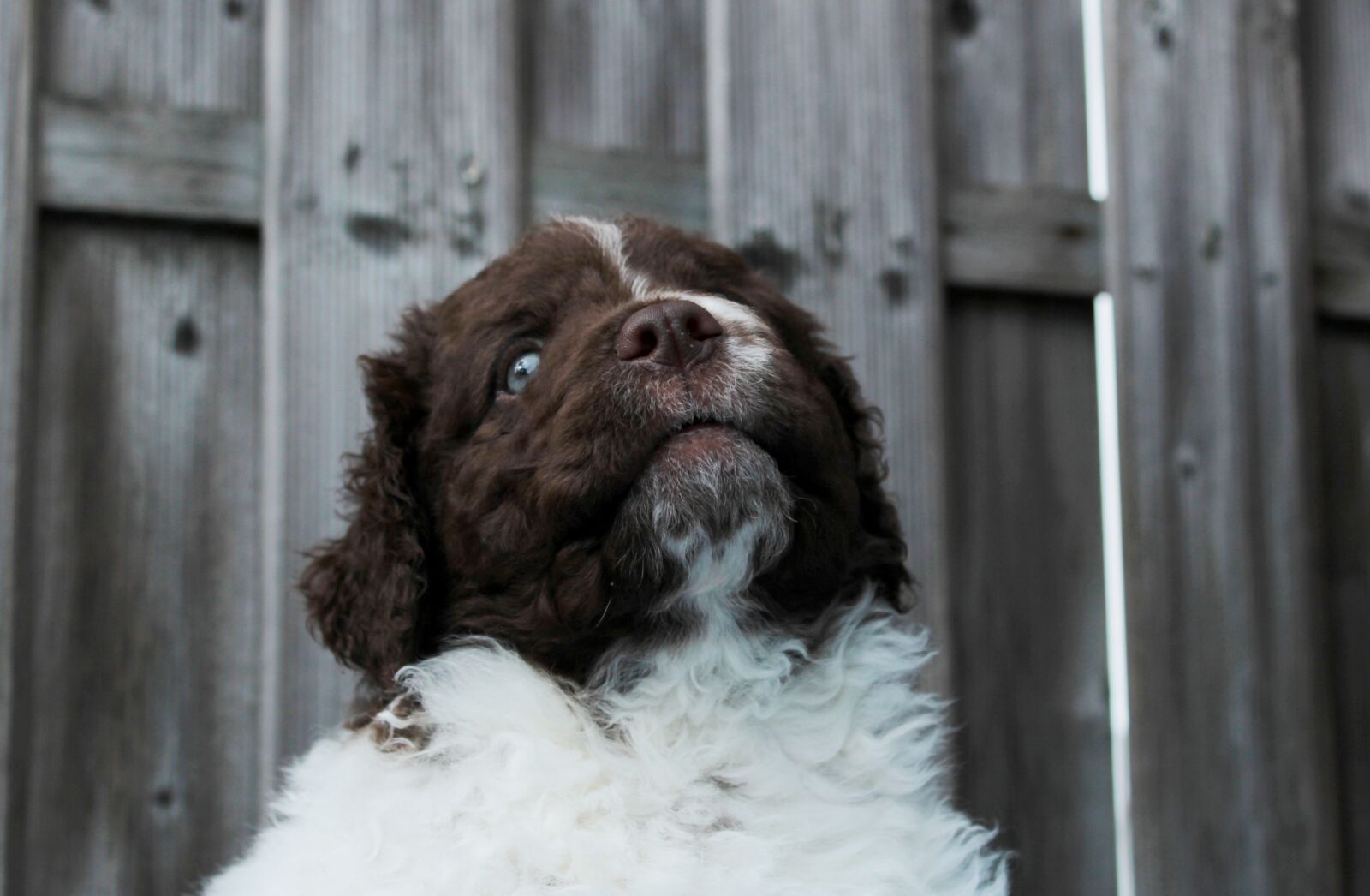 Canon EOS 600D (Rebel EOS T3i / EOS Kiss X5) sample photo. Puppy, dog, pet photography