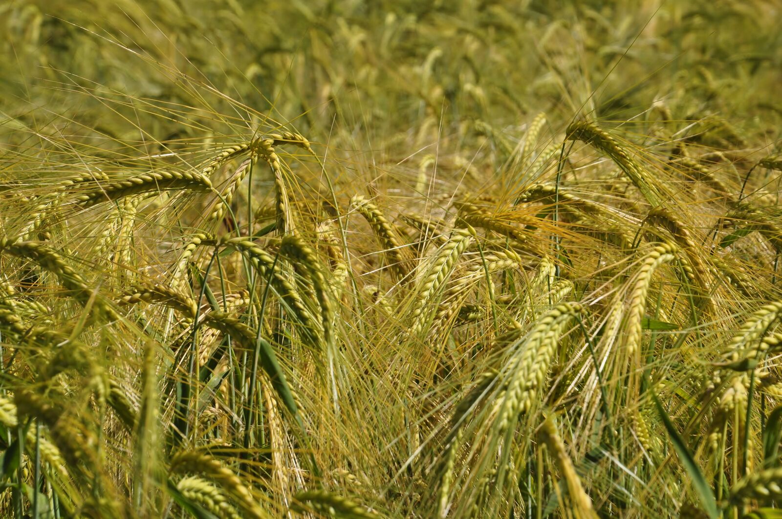 Nikon D5000 sample photo. Wheat, prato, gold photography