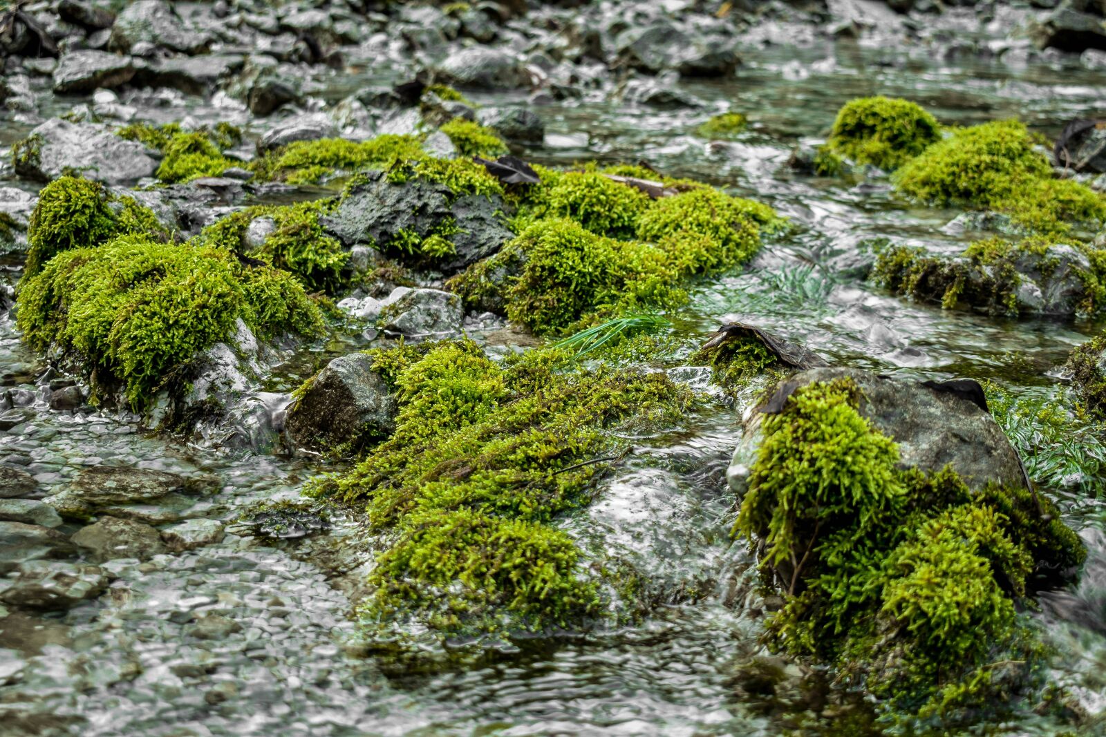 Nikon D3400 sample photo. Bach, moss, nature photography