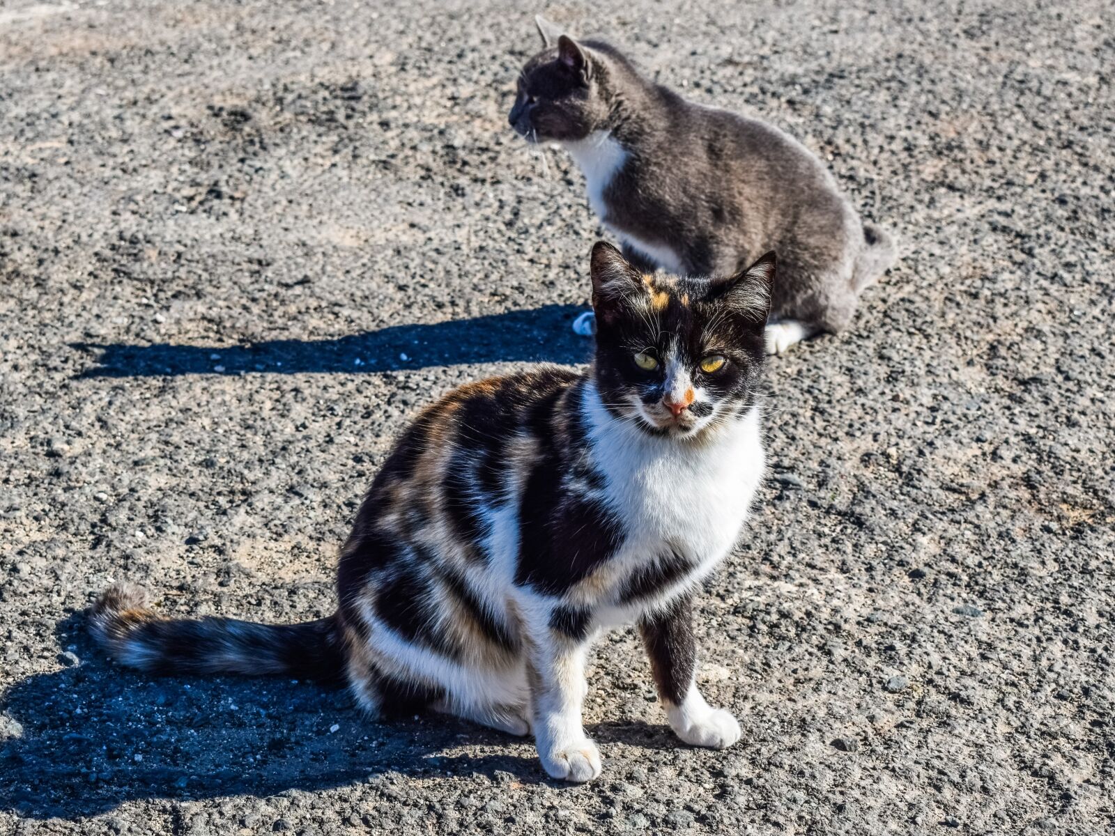 Nikon D3300 sample photo. Cats, stray, street photography