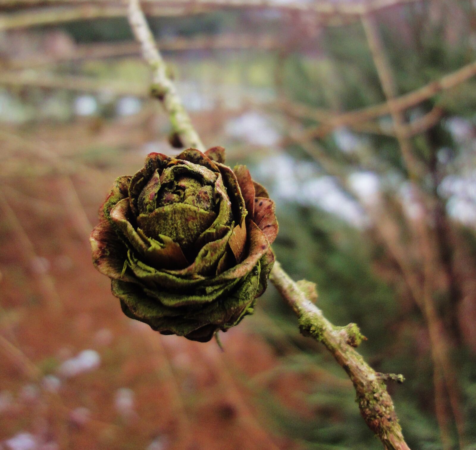 Sony Cyber-shot DSC-WX1 sample photo. Cone, larch, twig photography