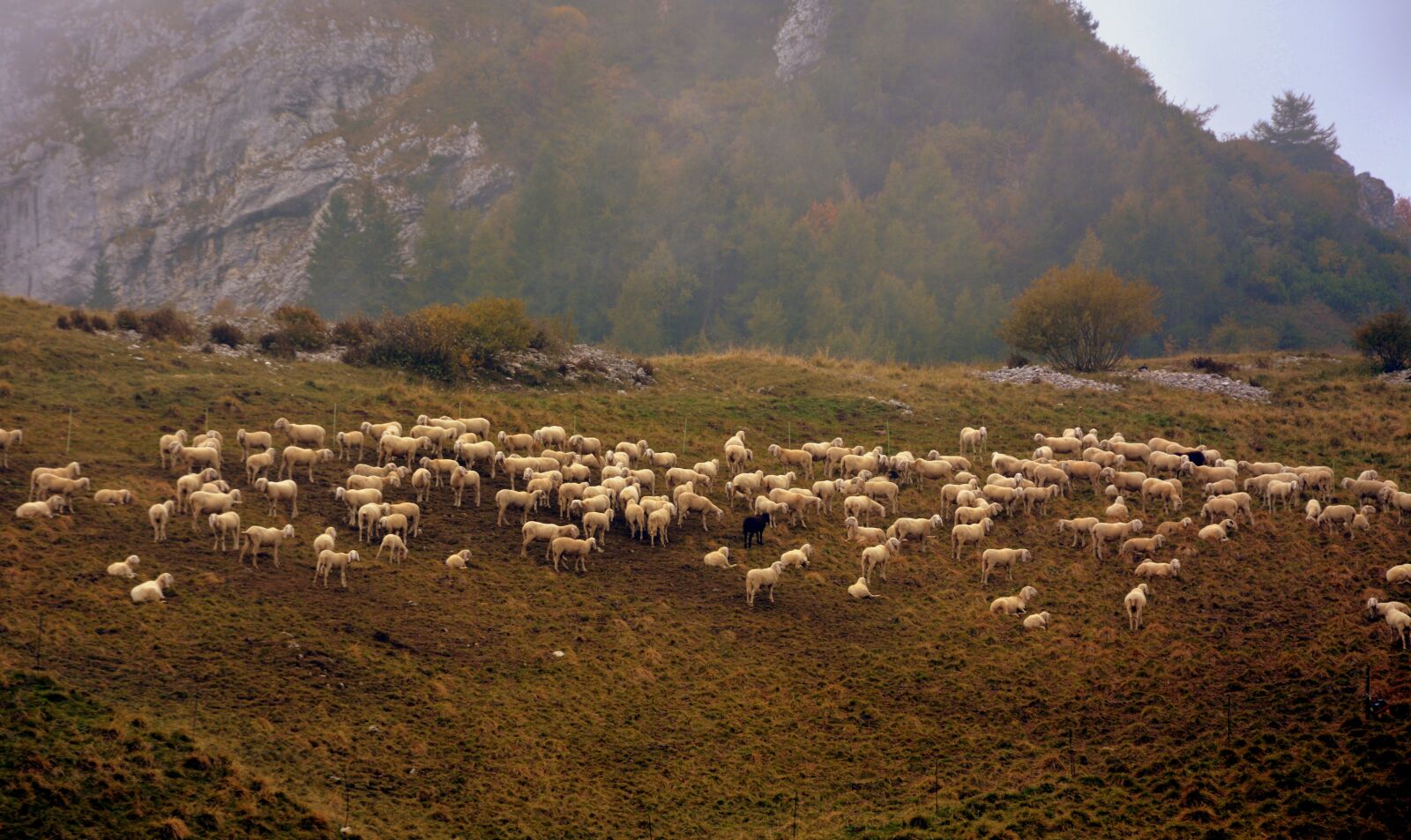 Nikon D7100 sample photo. Flock, sheep, prato photography