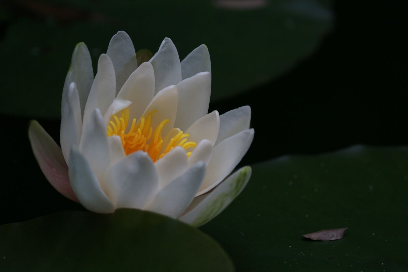 Canon EOS 70D sample photo. Water lily, water flower photography