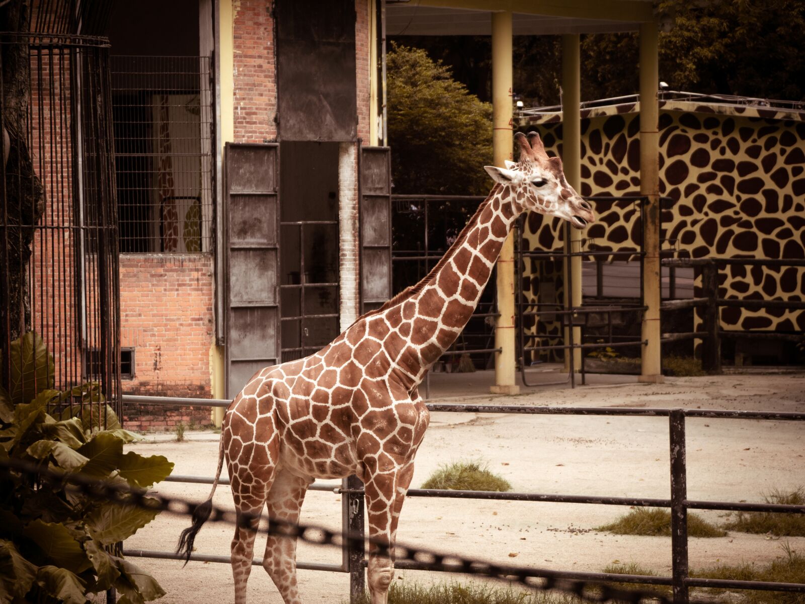 LUMIX G VARIO 45-150/F4.0-5.6 sample photo. Animal, zoo, giraffe photography