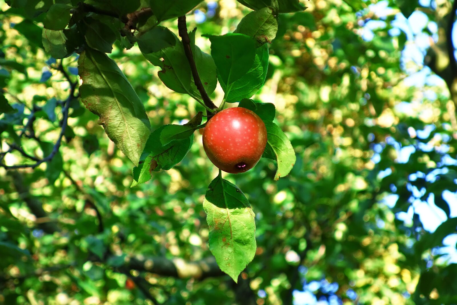 Sony Cyber-shot DSC-RX100 sample photo. Apple, apple tree, red photography