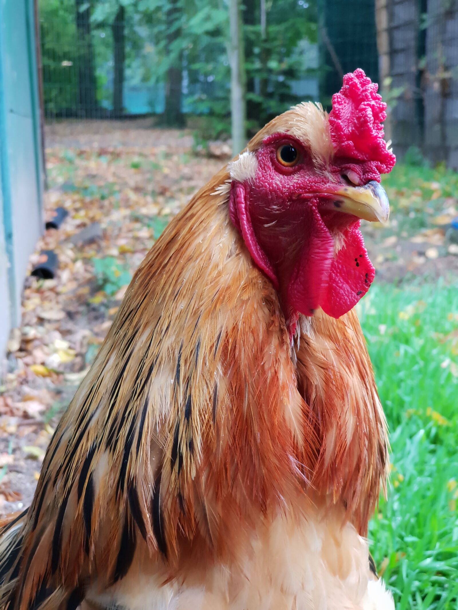 Samsung Galaxy S9+ sample photo. Chicken, urinary, bird photography