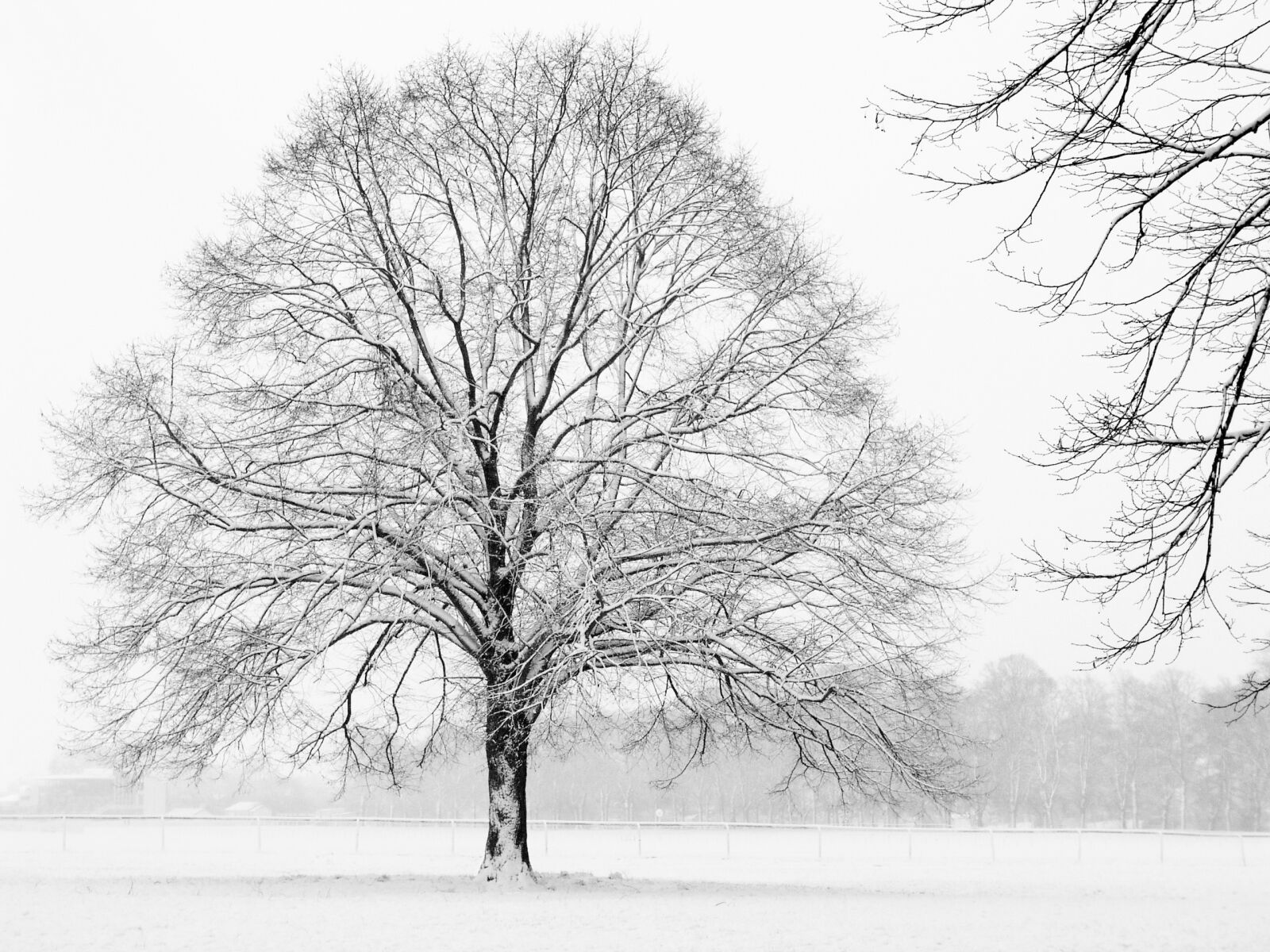 Olympus C5050Z sample photo. Tree, winter, snow photography