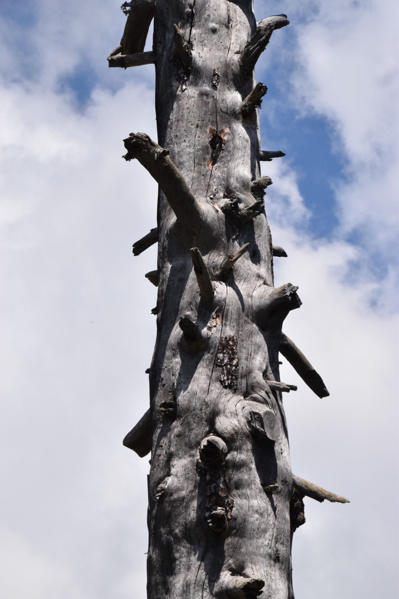Nikon D5300 sample photo. Trunk, tree, nature photography