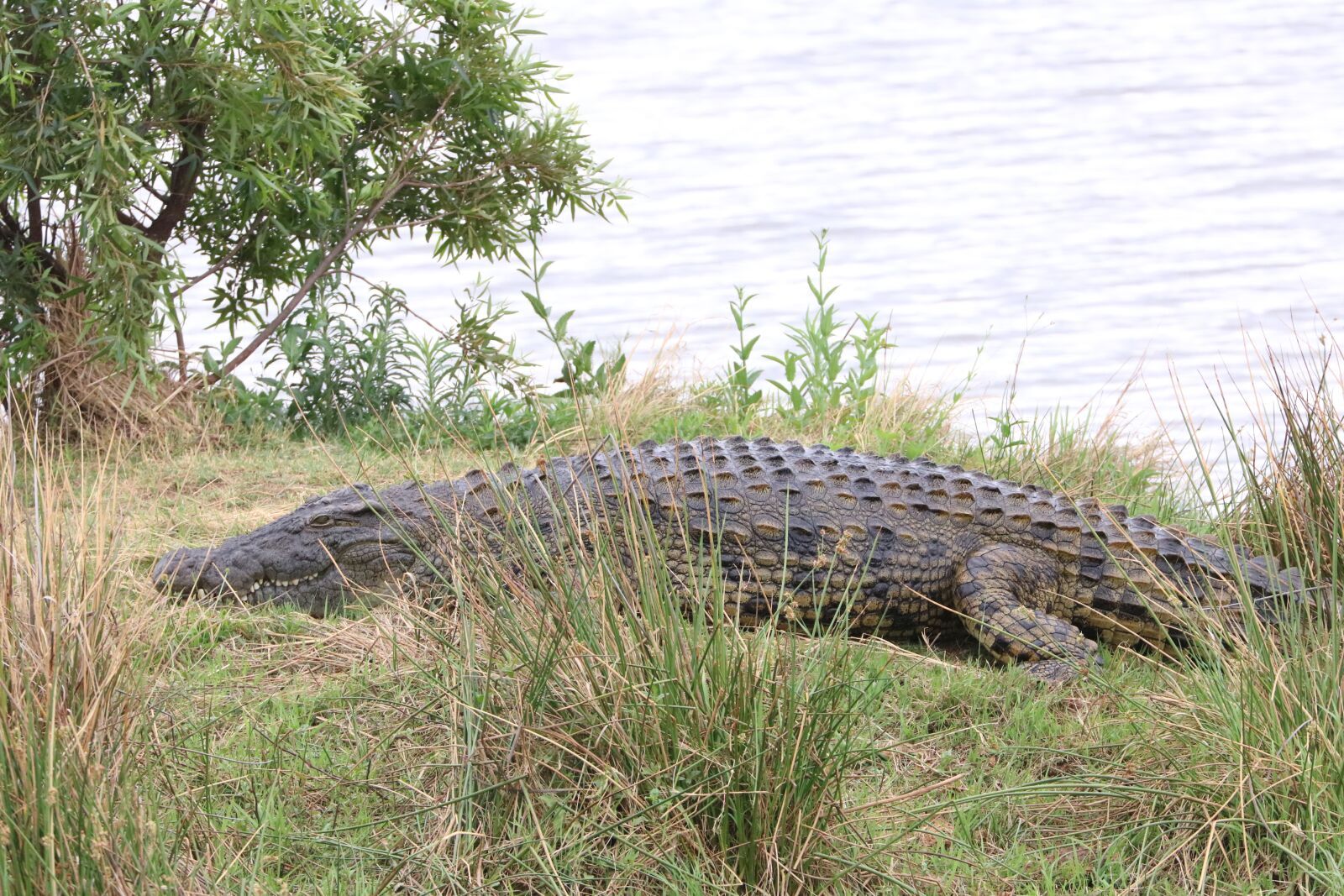 Canon EF 70-300mm F4-5.6L IS USM sample photo. Crocodile, nile crocodile, reptile photography