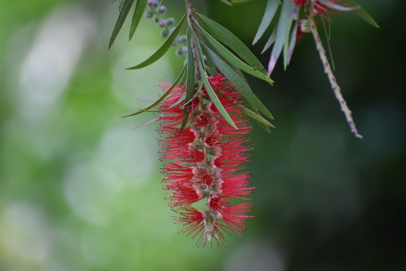 Nikon D5300 sample photo. Flower, beautiful, amazing photography