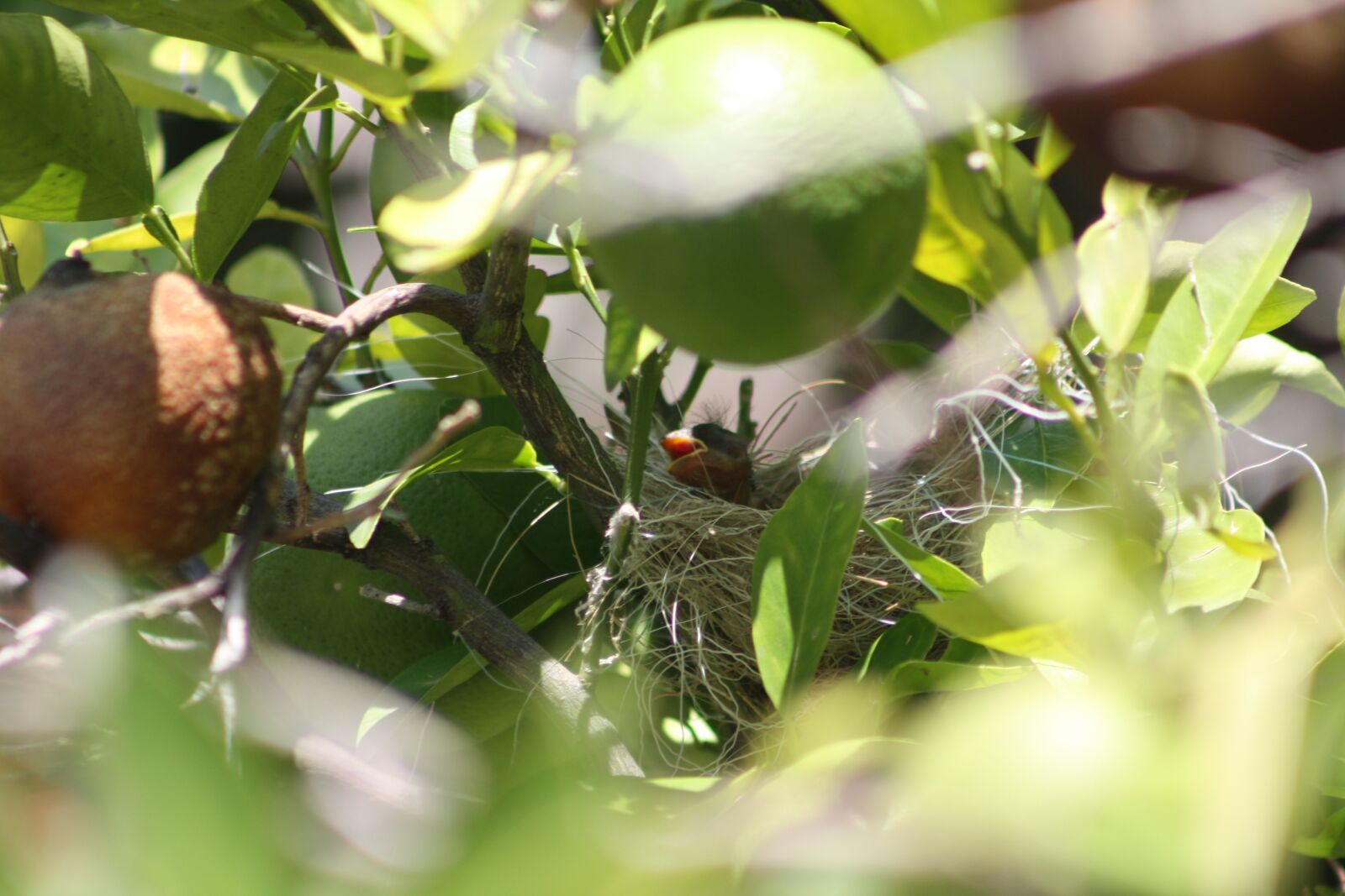 Canon EOS 450D (EOS Rebel XSi / EOS Kiss X2) sample photo. Nest, nature, birds photography