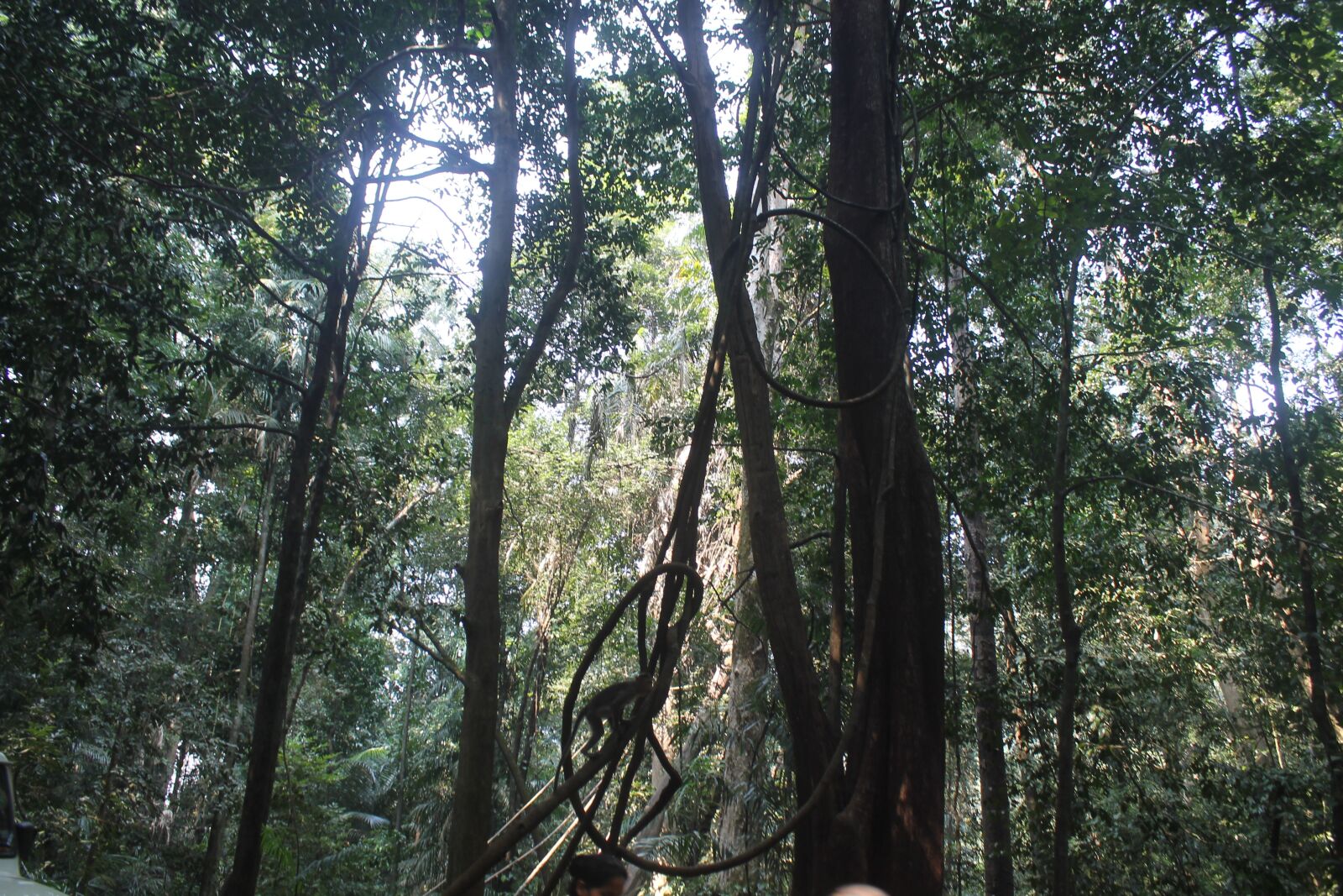 Canon EOS 1100D (EOS Rebel T3 / EOS Kiss X50) sample photo. Forest, monkey, dense forest photography