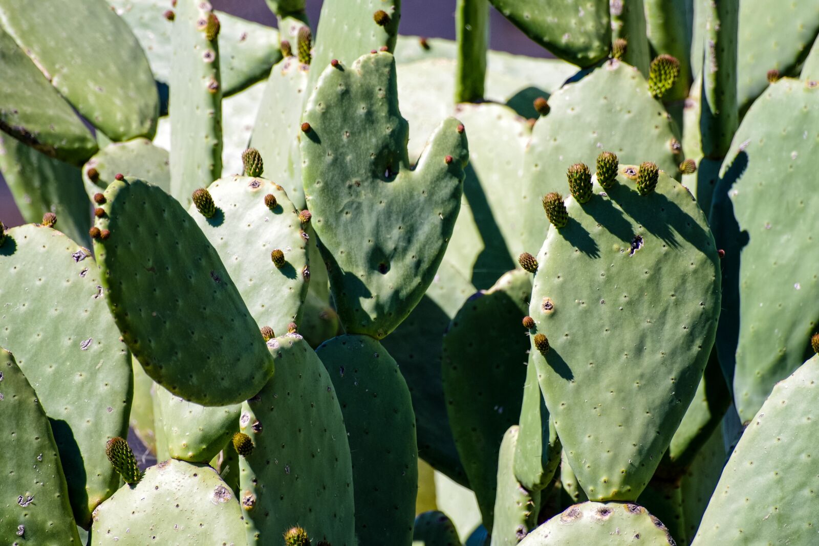 Pentax K-30 sample photo. Cactus, succulents, plant photography