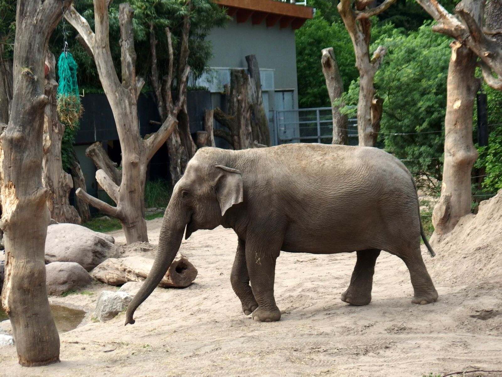 Olympus Stylus XZ-10 sample photo. Elephant, feel free, not photography