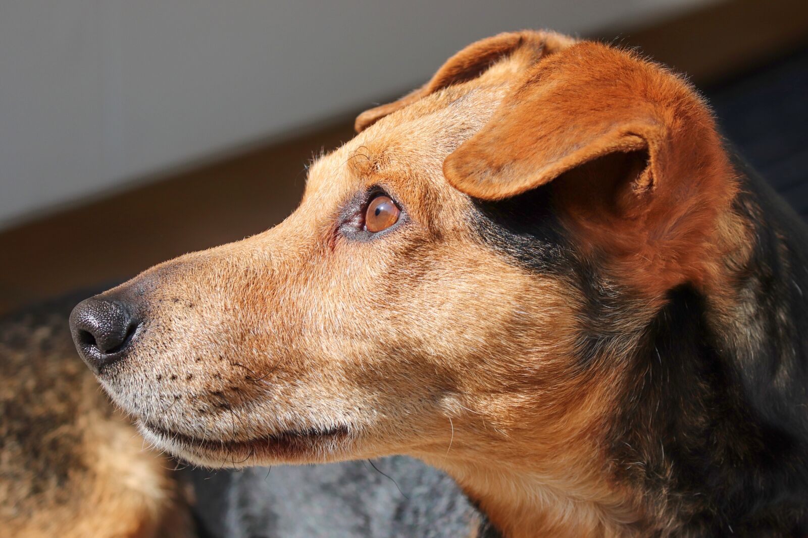 Canon EOS 200D (EOS Rebel SL2 / EOS Kiss X9) sample photo. Dog, hybrid, male photography