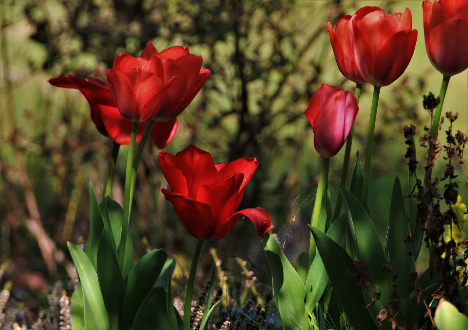 Tamron SP 150-600mm F5-6.3 Di VC USD sample photo. Tulips, flowers, spring photography