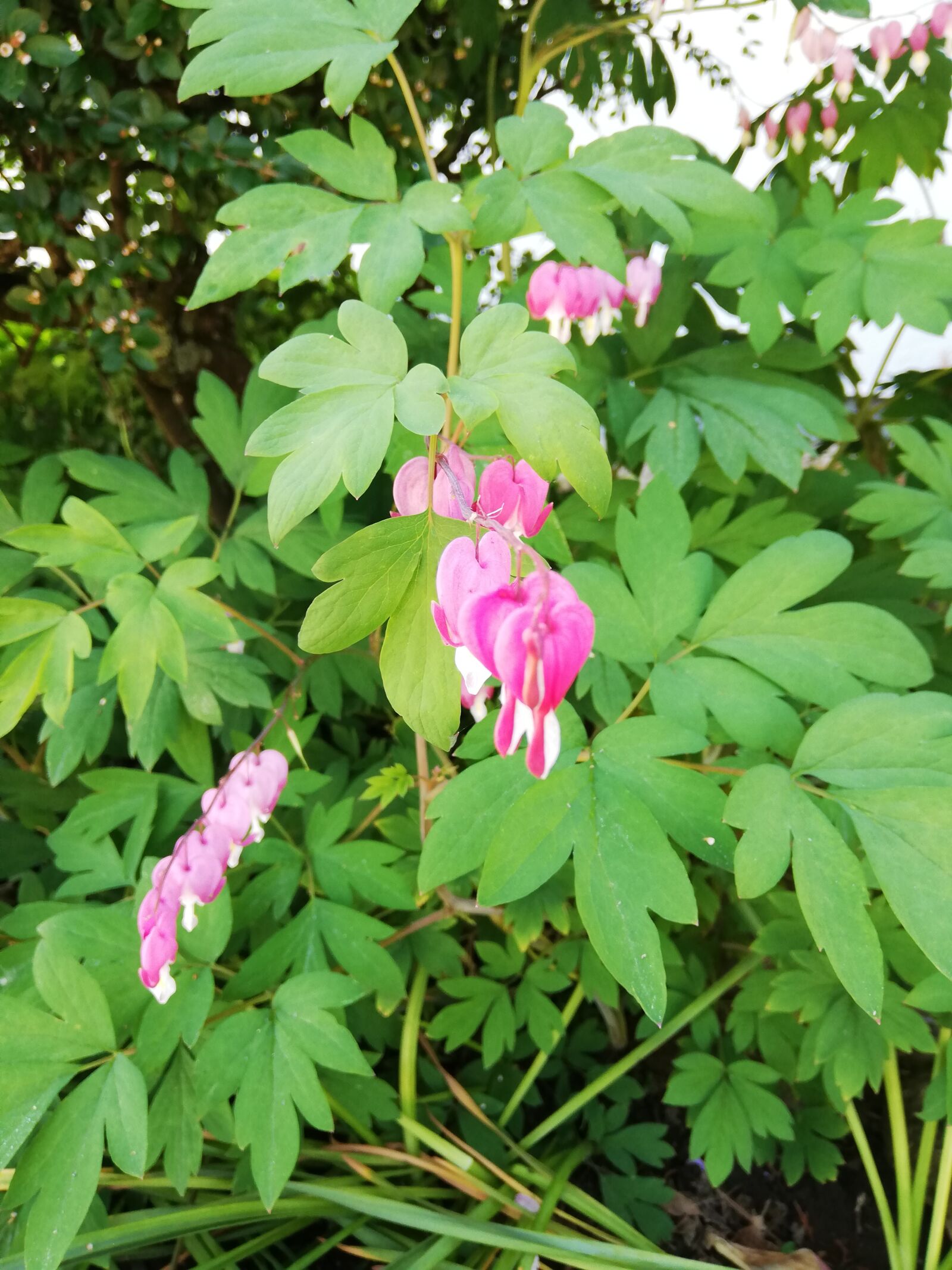 HUAWEI P20 lite sample photo. Flower, heart, leaves photography