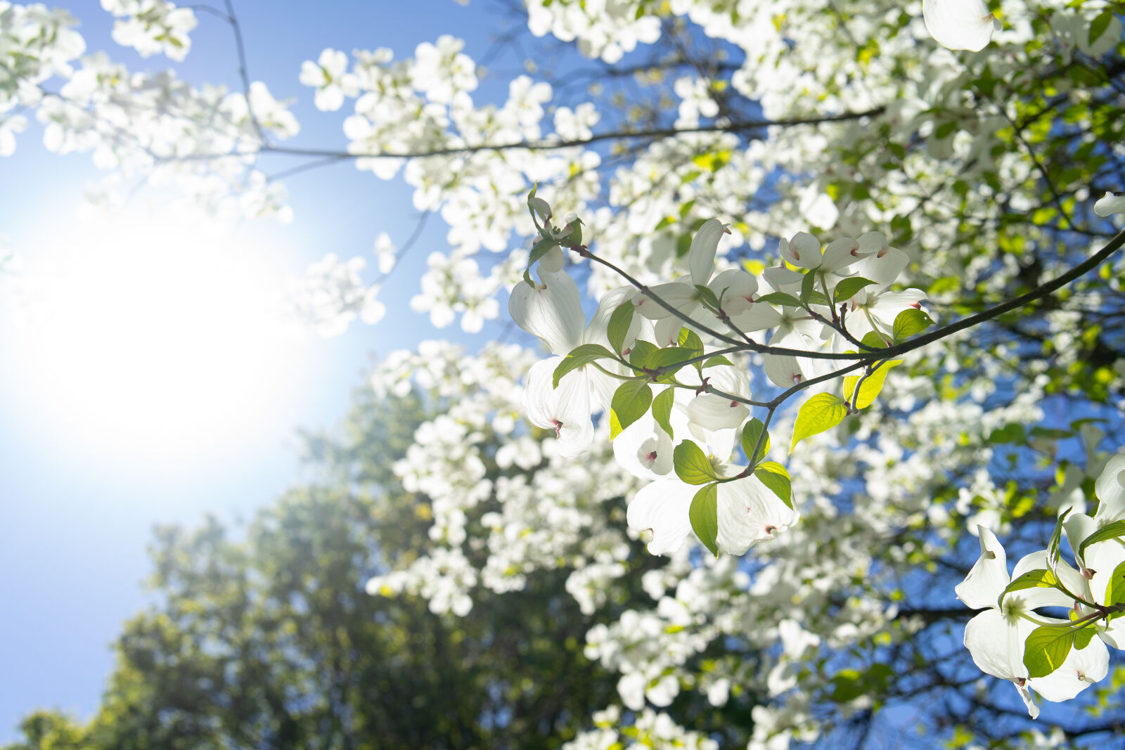 Sony a7 II sample photo