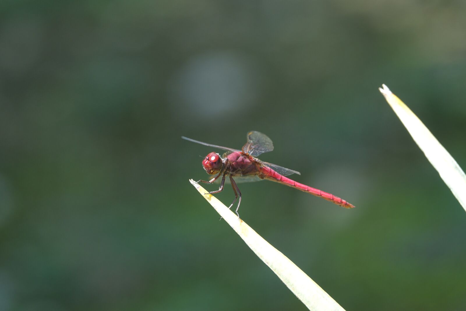 Sony Cyber-shot DSC-RX10 III sample photo. Dragonfly, insect, nature photography