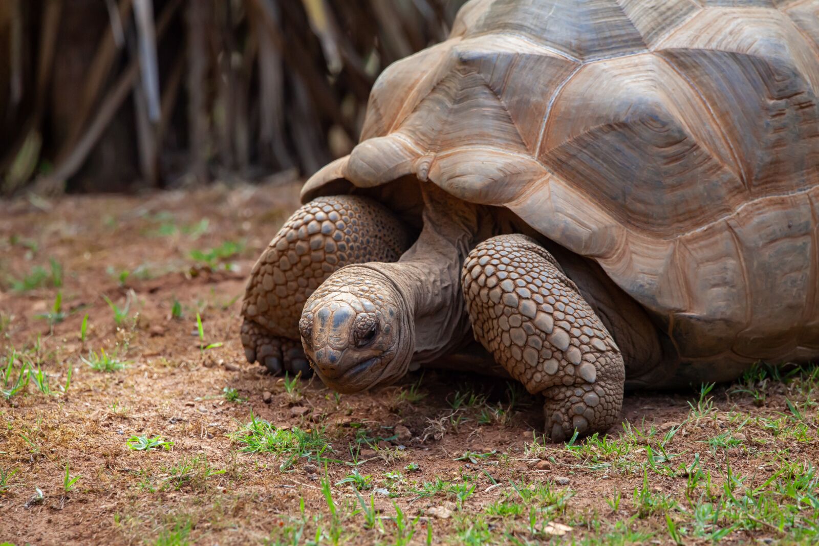 150-600mm F5-6.3 DG OS HSM | Contemporary 015 sample photo. Aldabra tortoise, giant tortoise photography