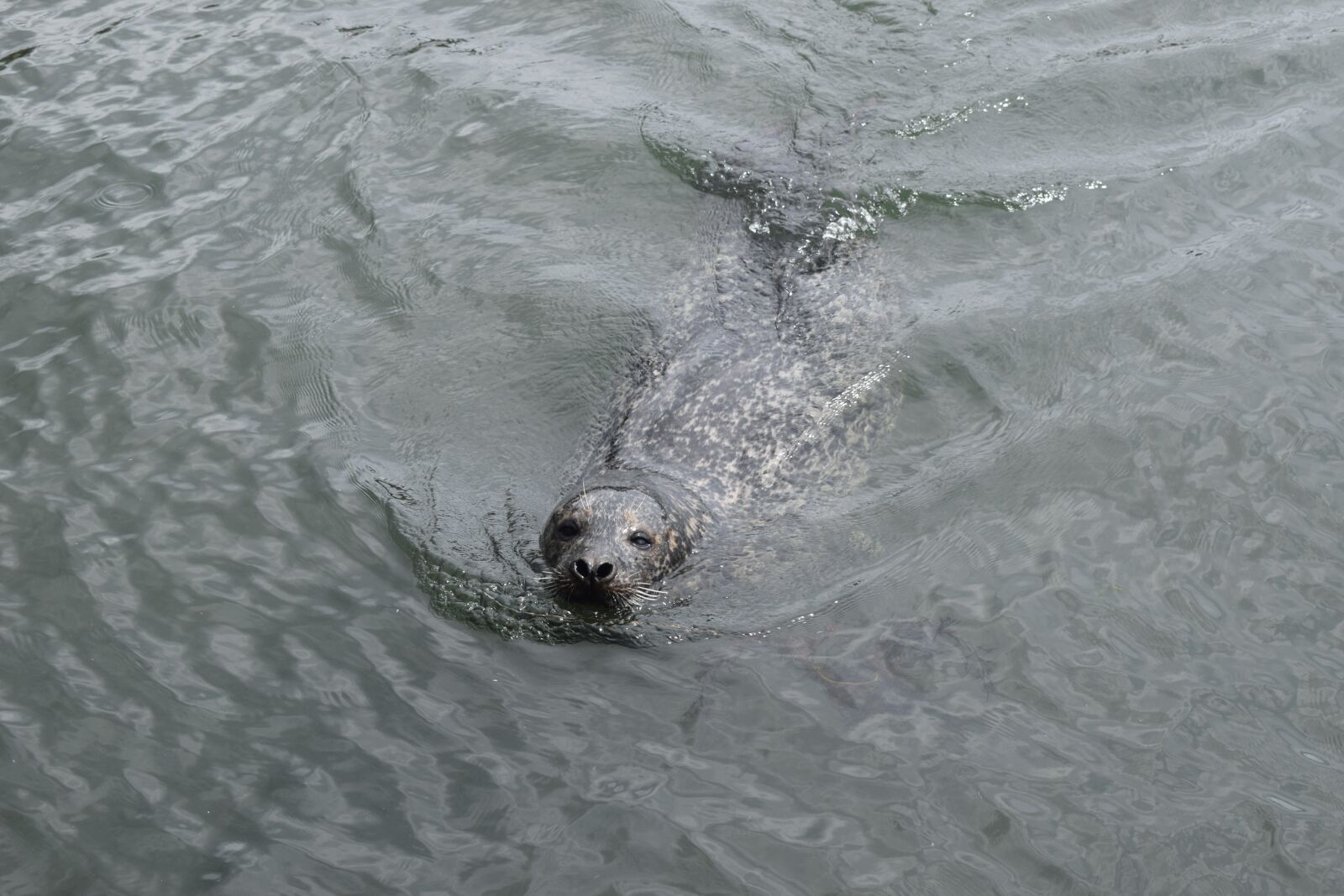 Nikon D5300 sample photo. Seal, animal, swimming photography