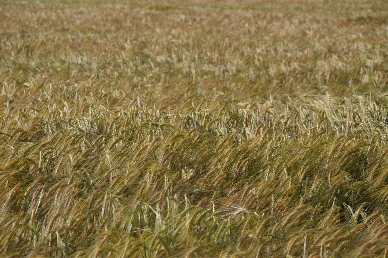 Nikon D3200 sample photo. Barley field, ripe, barley photography