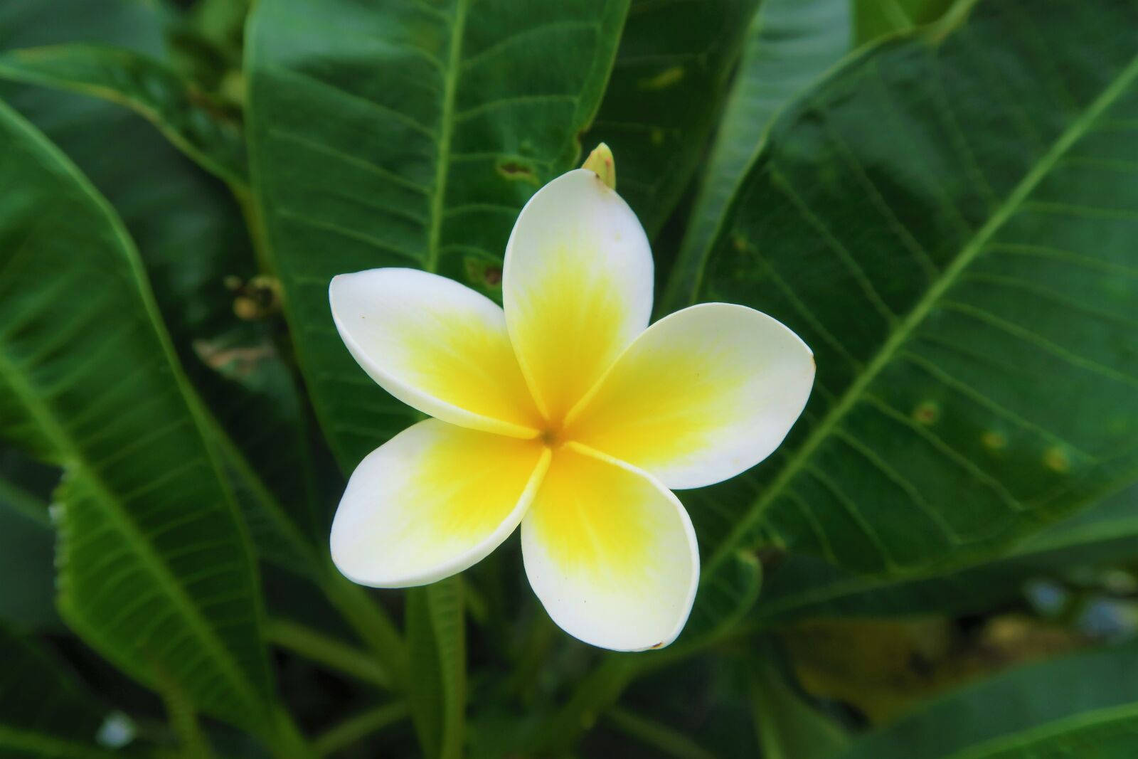 Canon PowerShot G7 X sample photo. Flower, tropical, nature photography