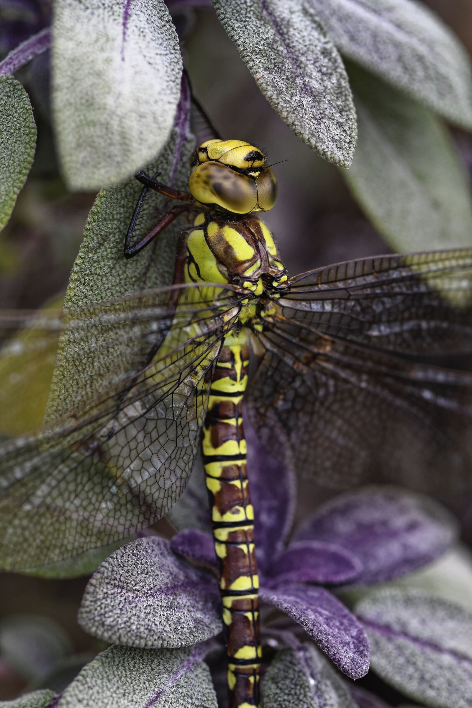 Nikon D500 sample photo. Dragonfly, macro, nature photography