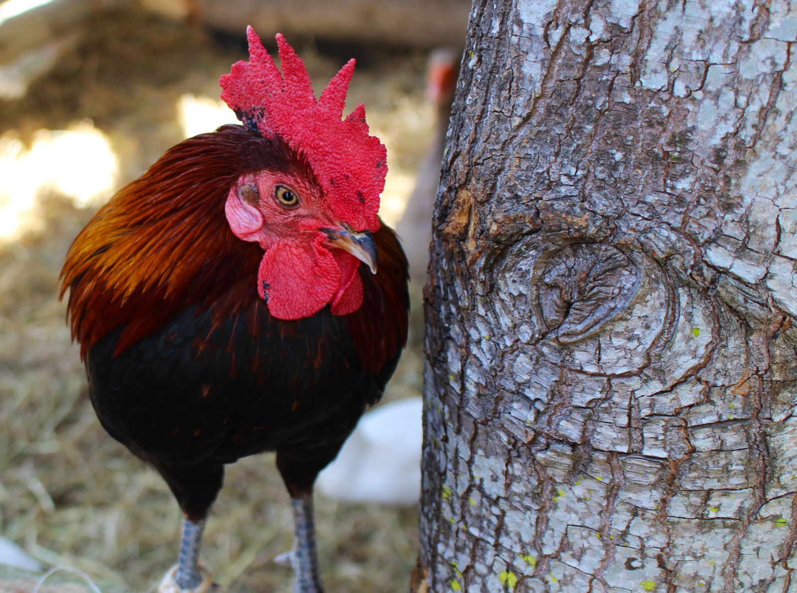 Canon EOS 700D (EOS Rebel T5i / EOS Kiss X7i) sample photo. Chicken, bird, animal photography