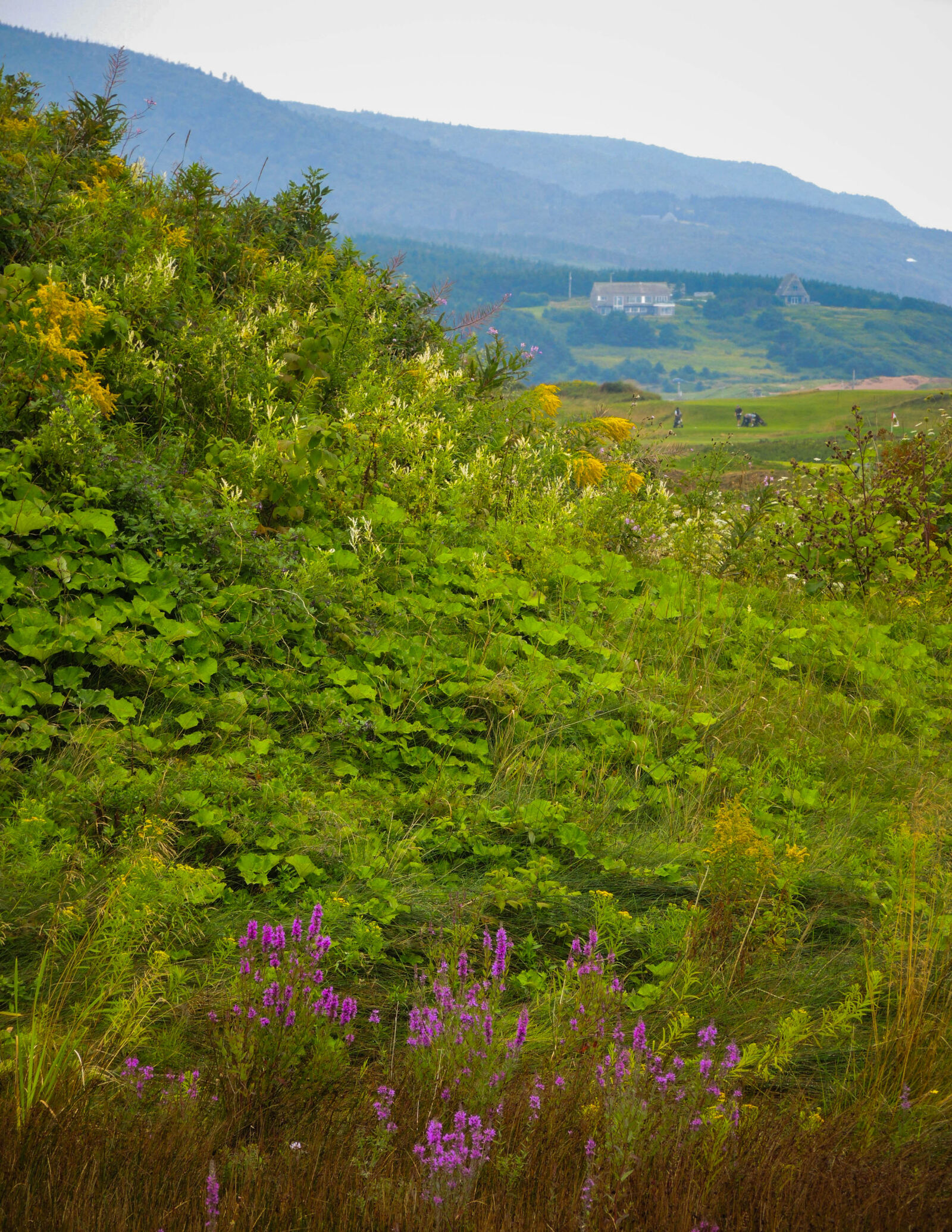 Nikon Coolpix P7700 sample photo. Cape breton island photography
