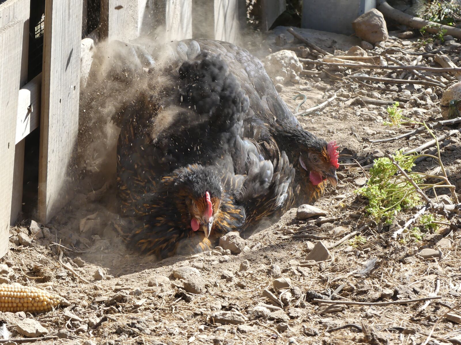 Panasonic Lumix DMC-FZ300 sample photo. Chickens, dust, birds photography