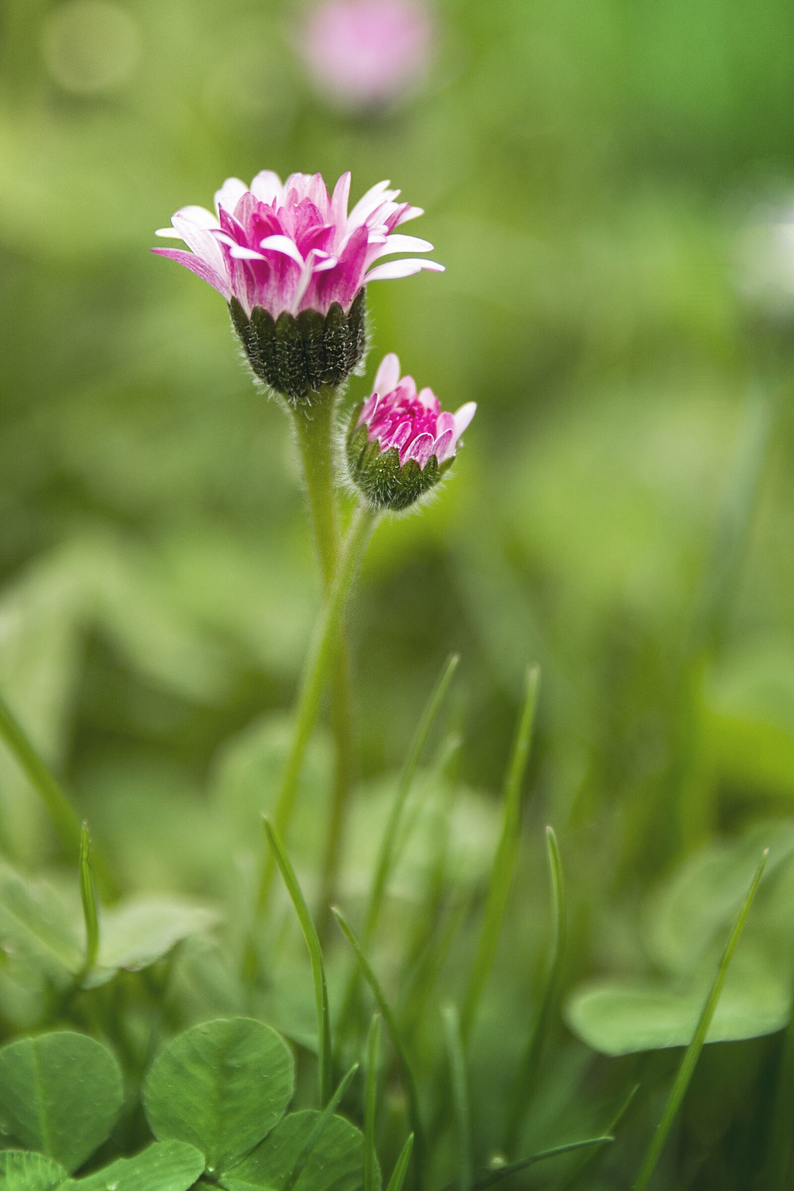Nikon D7200 sample photo. Sedmikraska, flower, plant photography