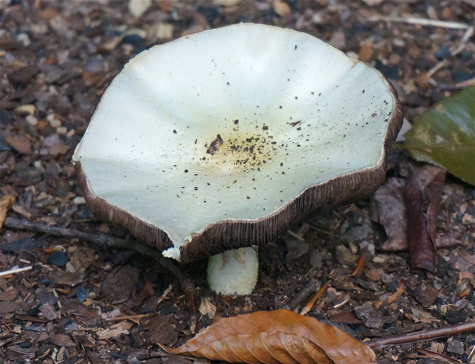 Sony Alpha NEX-5T sample photo. Mushroom, agaricus, fungi photography