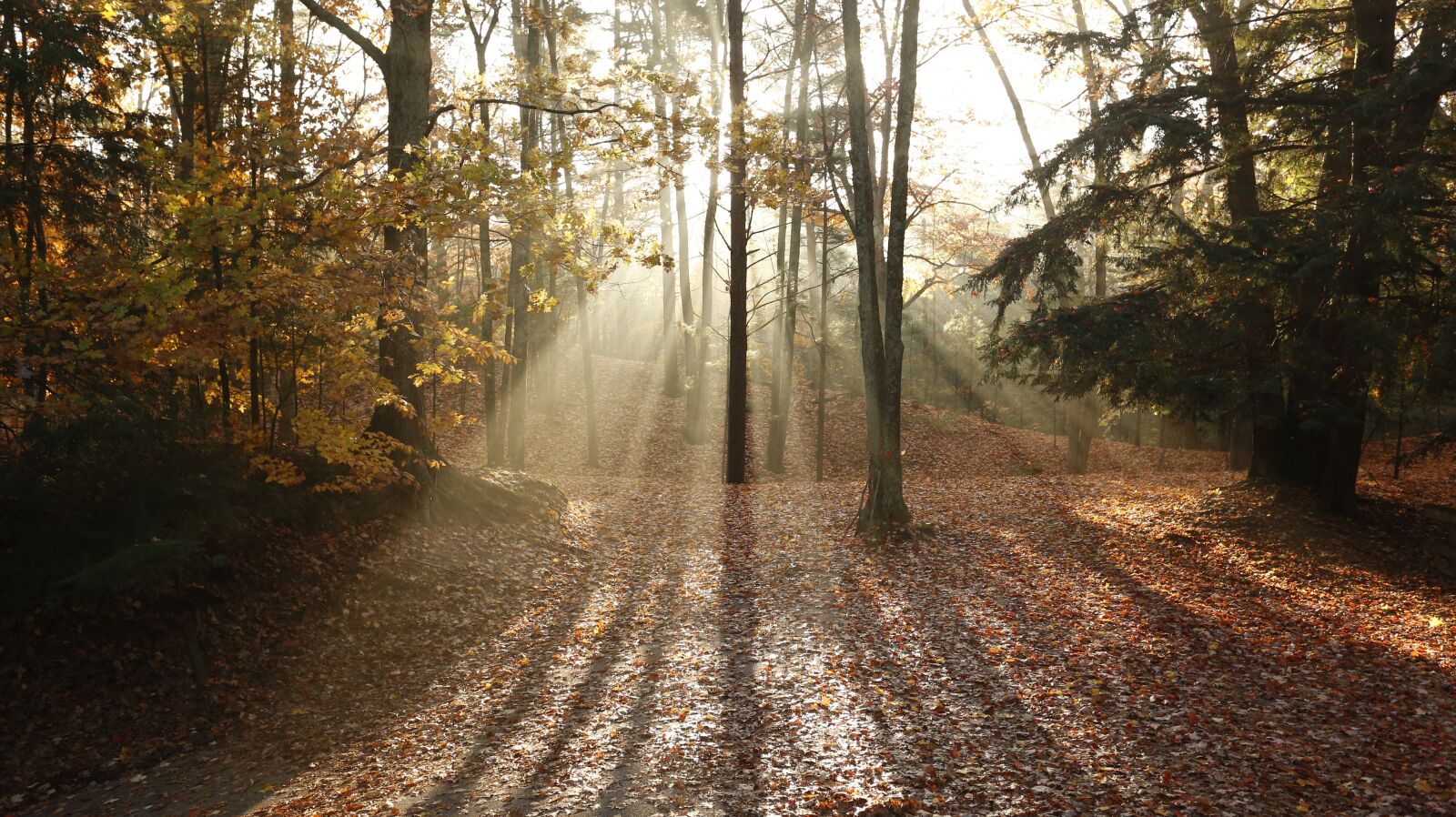 Canon EOS 6D + Canon EF 17-40mm F4L USM sample photo. Trees, fall, light shaft photography