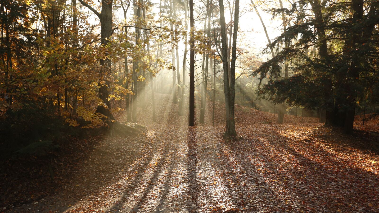 Canon EF 17-40mm F4L USM sample photo. Trees, fall, light shaft photography