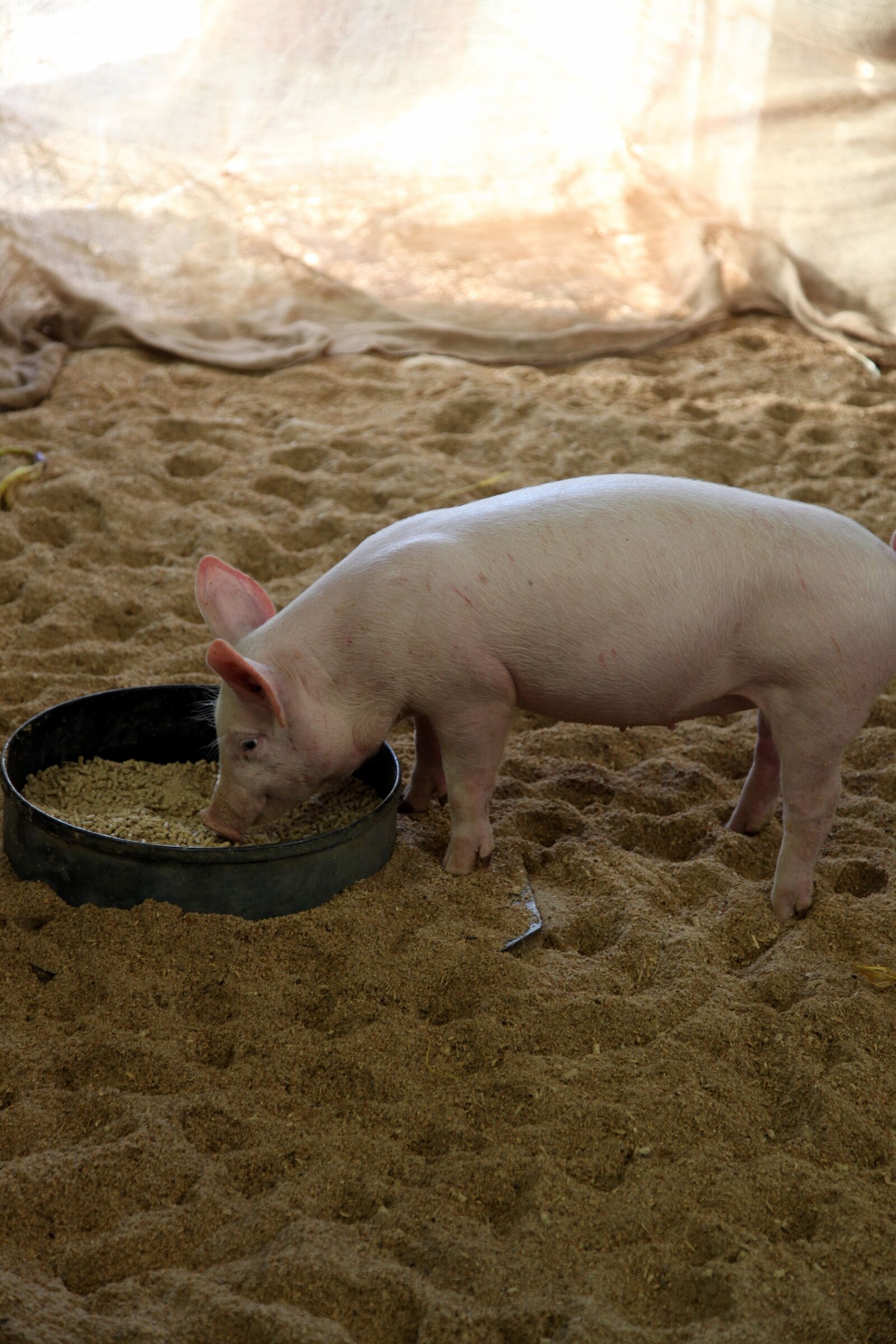 Canon EOS 5D Mark II sample photo. Pig, animal, eating photography