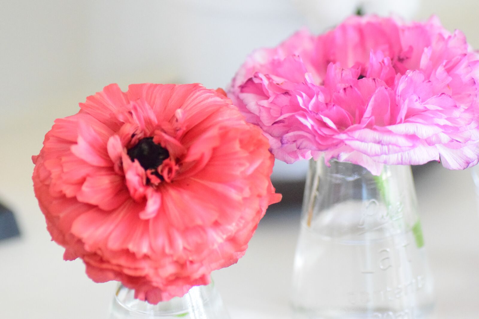 Nikon D5300 sample photo. The, flowers, flower photography