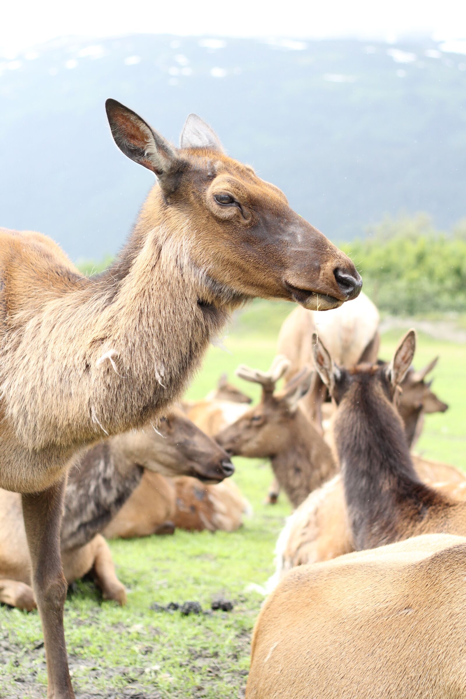 Canon EOS 60D + Canon EF 50mm F1.8 II sample photo. Alaska, animal, headshot, herd photography