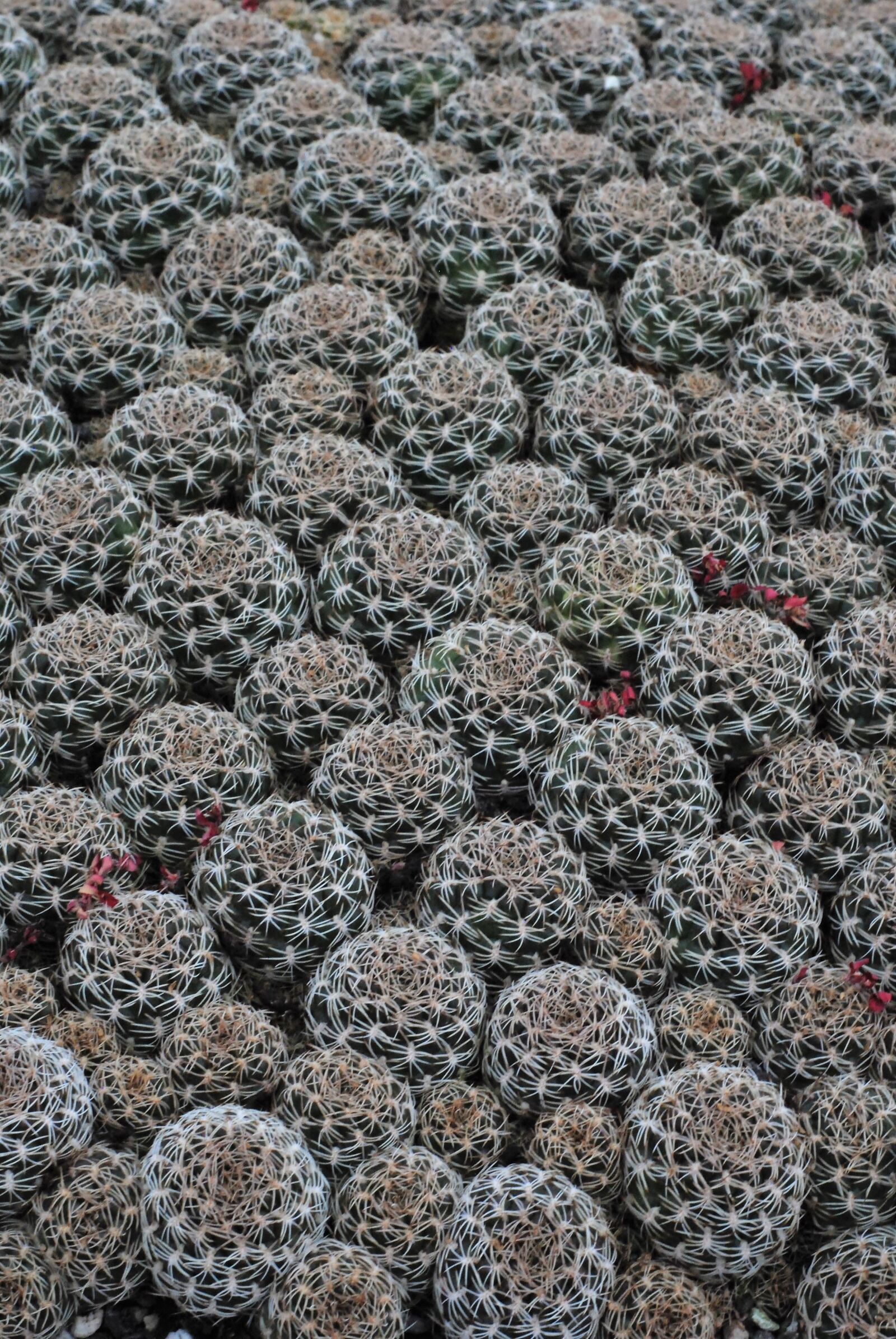 Nikon D80 sample photo. Cactus breeding, cactus, nursery photography