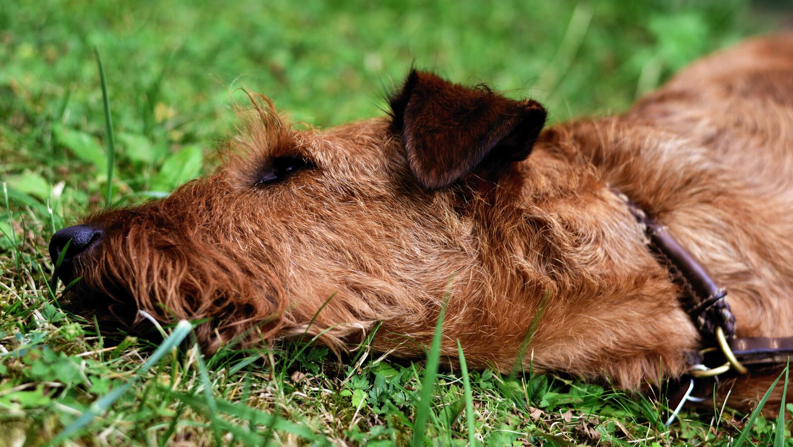 Nikon D5200 sample photo. Dog, irish terrier, fur photography
