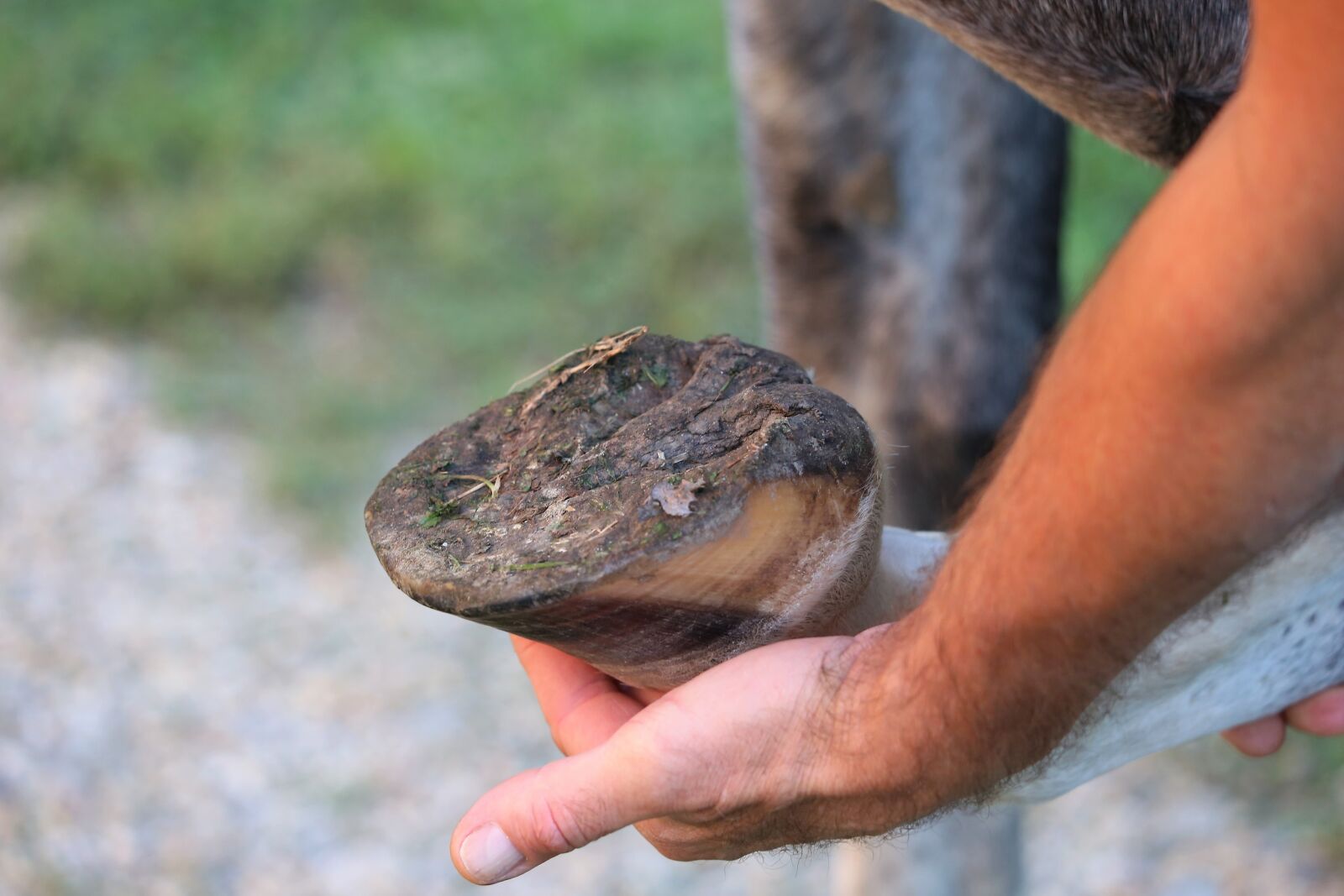 Canon EF 70-300 F4-5.6 IS II USM sample photo. Horse hoof, health check photography
