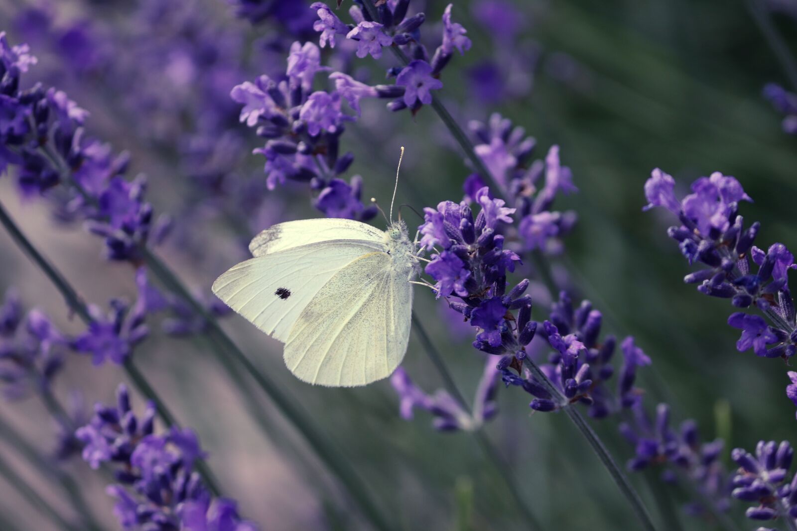 Canon EOS 200D (EOS Rebel SL2 / EOS Kiss X9) sample photo. White, pieris, butterfly photography