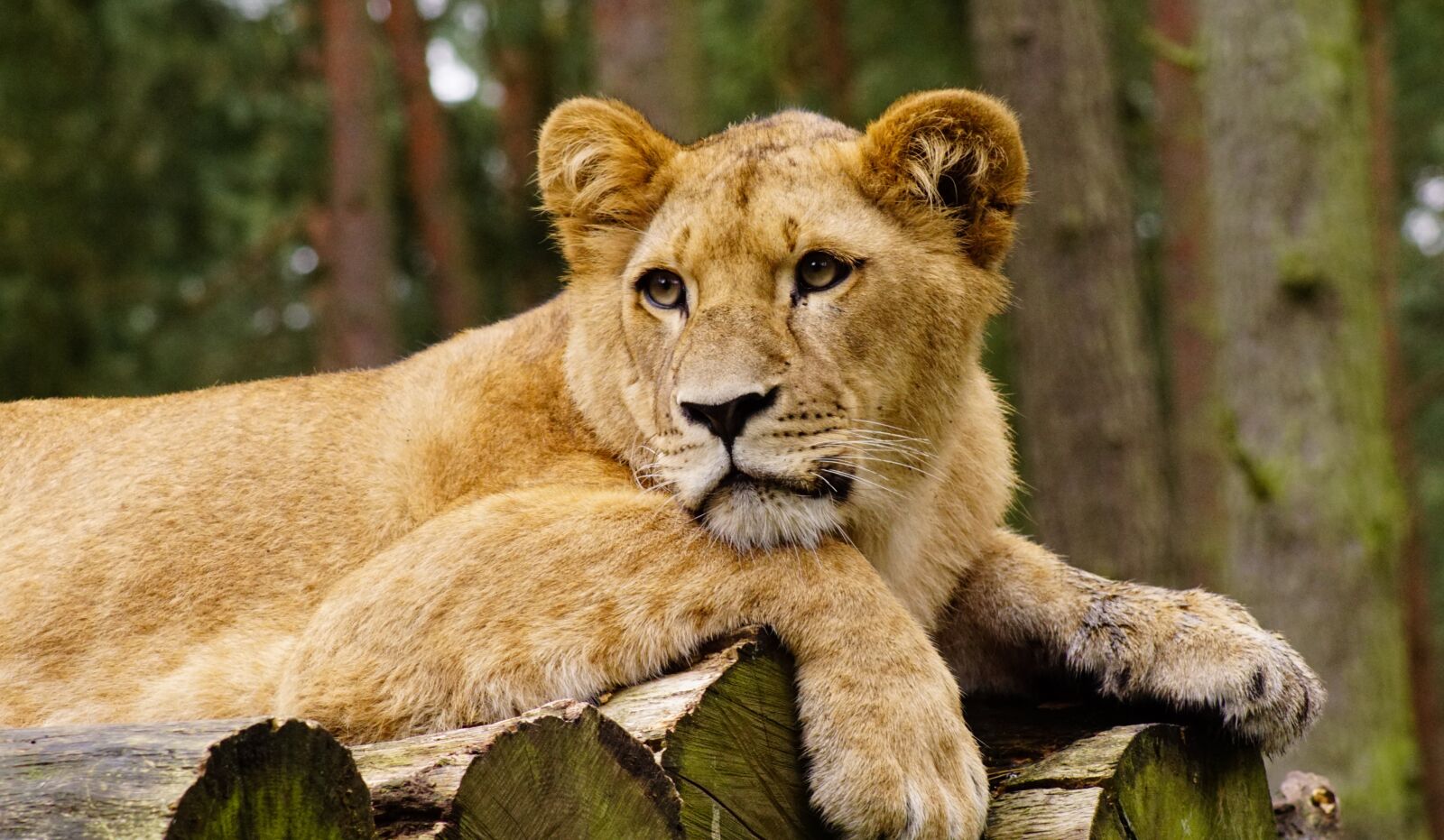 Sony ILCA-77M2 sample photo. Lion, cat, predator photography