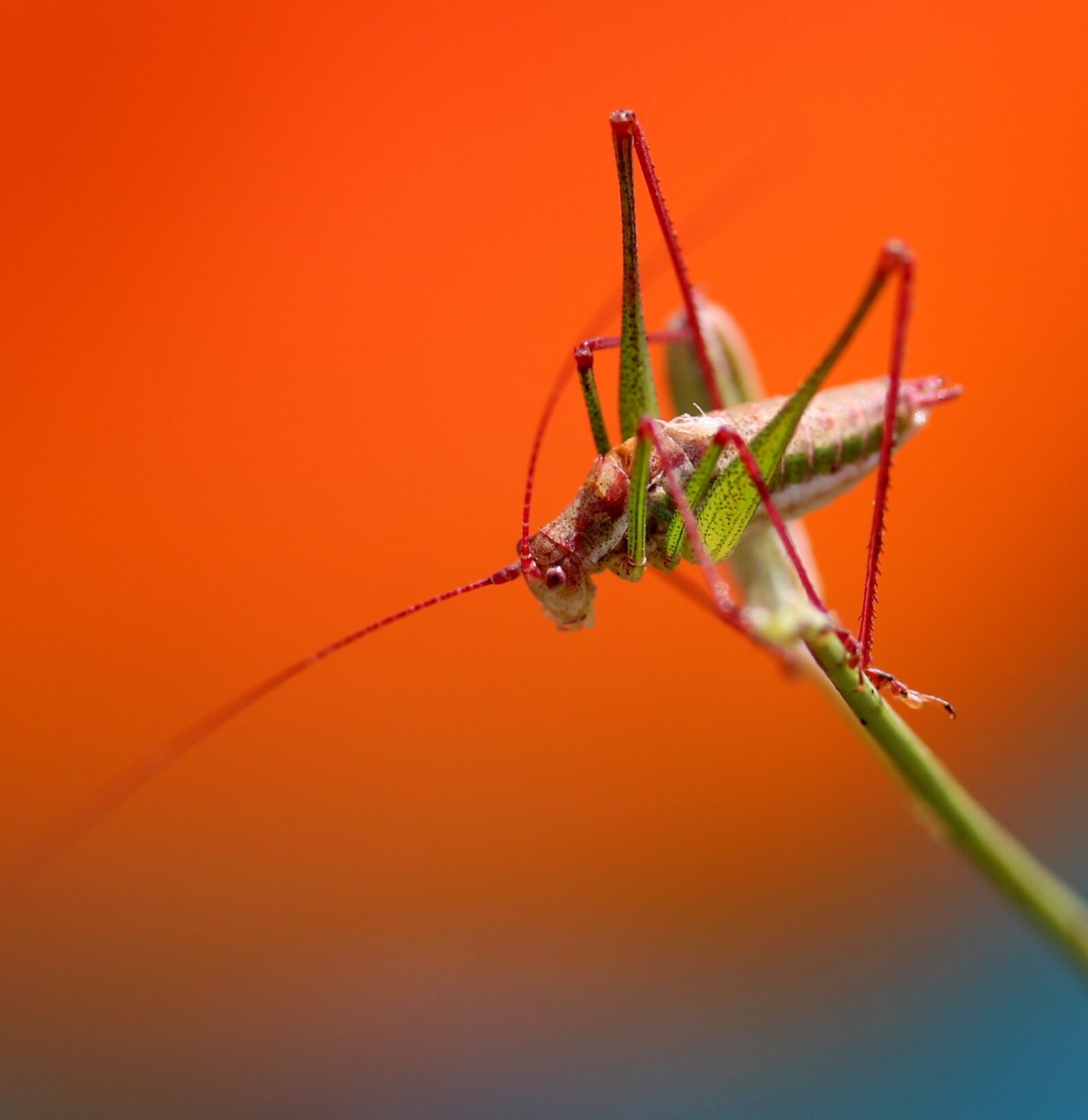 Canon EF-S 60mm F2.8 Macro USM sample photo. Grasshopper, plant, rest photography