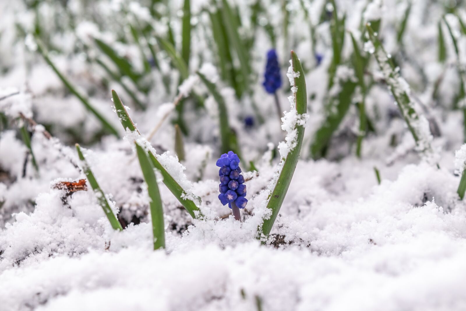 Nikon D3300 sample photo. Snow, flowers, nature photography