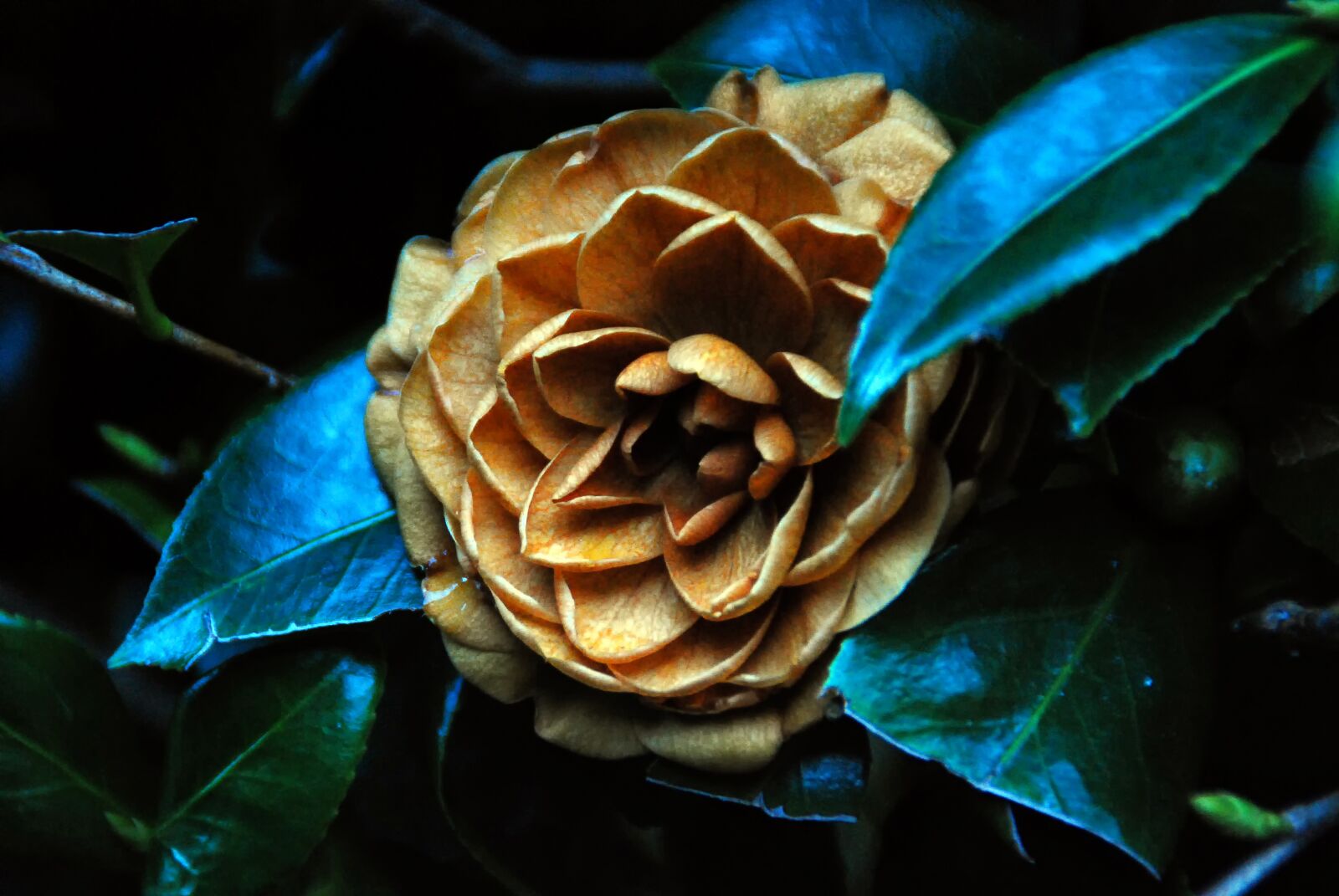 Nikon D40X sample photo. Camellia, flower, pink photography