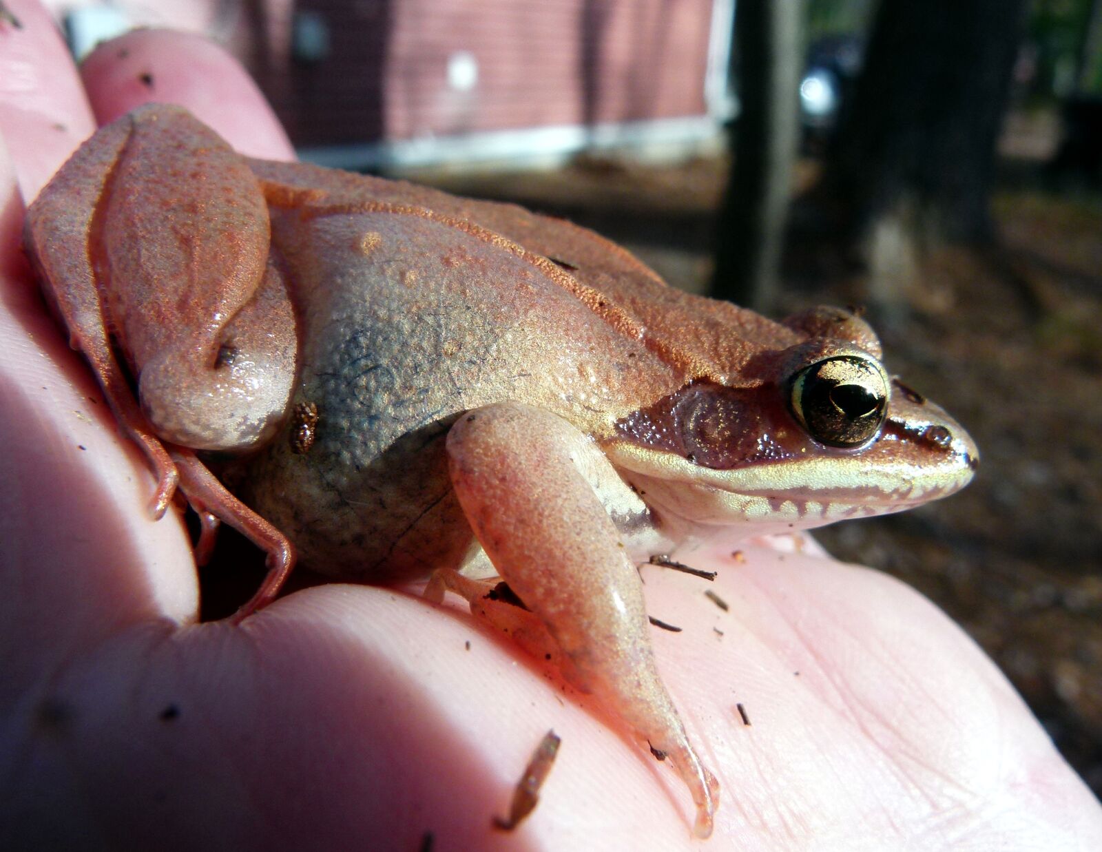 Panasonic Lumix DMC-FZ100 sample photo. Frog, wood frog, pink photography