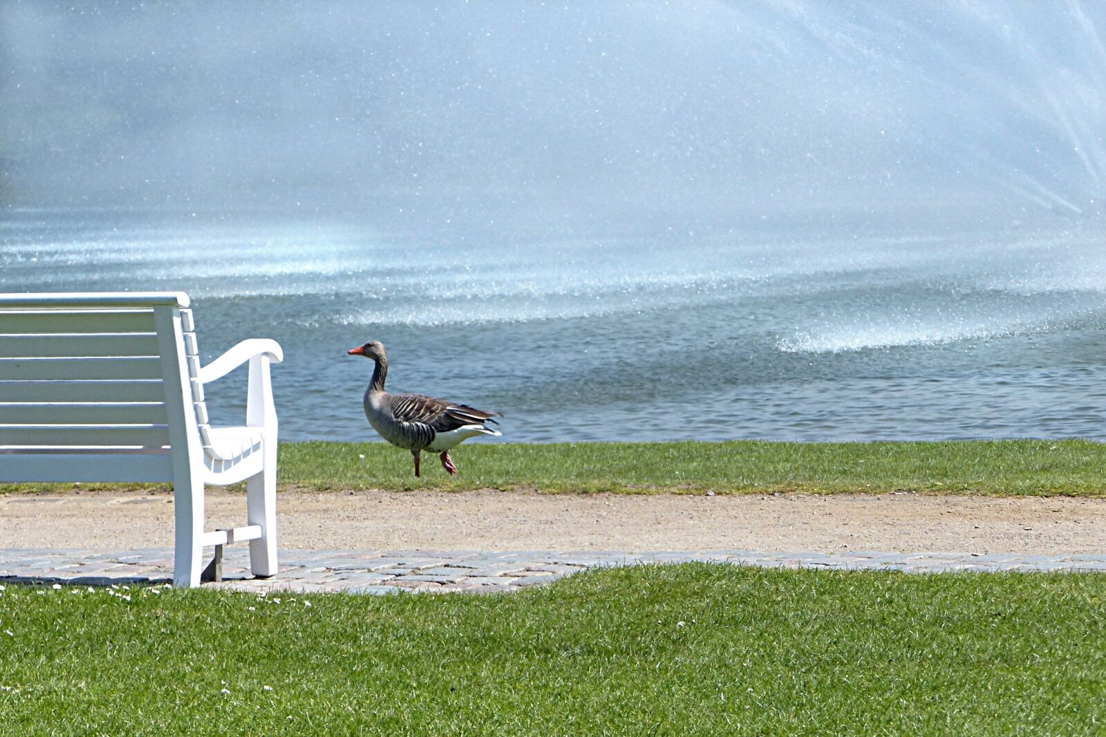Panasonic Lumix DMC-FZ200 sample photo. Bird, goose, greylag goose photography